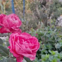 باغبانی هرس درختان  علف زنی با دستگاه