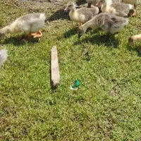 ۹تا جوجه غاز با مادر