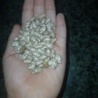 لوبیا چیتی ارتشی
