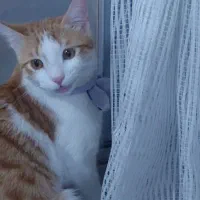 عقیم سازی|گربه|رشت, منظریه|دیوار