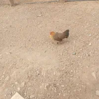 خروس و مرغ مینیاتوری|حیوانات مزرعه|پیشوا, |دیوار