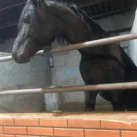 اسب|اسب و تجهیزات اسب‌سواری|تهران, پارک شهر|دیوار