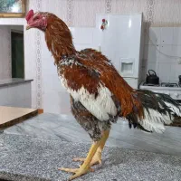 خروس لاری