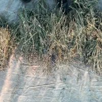 گیاه اسطو خودوس یا لاوان