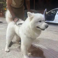 سگ سامویید و اشپیتز