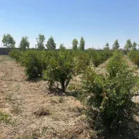 باغ چسبیده به اصفهان با سند