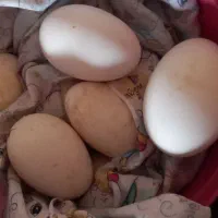 تخم غازمحلی