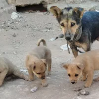 واگذاری سگ|سگ|کرمان, |دیوار