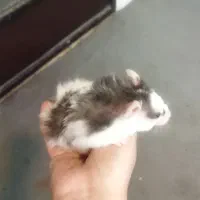 همستر  فقط ۵۰ هزار تومان|موش و خرگوش|اصفهان, مهدی آباد|دیوار