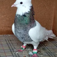 پرنده|حراج|شوش, |دیوار