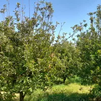 فروش باغ برجاده چورس