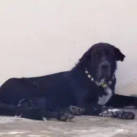 سگ قدرجونی|سگ|خمینیشهر, |دیوار