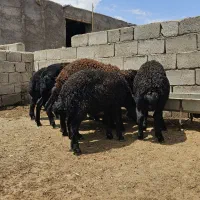فروش بره نر هترو قره قزل
