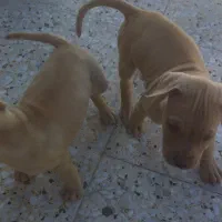 سگ پیتبول|سگ|شیراز, ستارخان|دیوار