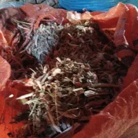 سه شلیت بزرگ پرسوزه پیاز با علف لولوه