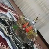 سهره خاکی بخون مست