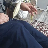 عروس هلندی گل باقالی|پرنده|گلستان (تهران), |دیوار