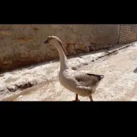 یک جفت غاز بالغ ،موقع تخم گزاری شون|حیوانات مزرعه|سملقان, |دیوار