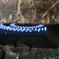 فر پیتزا صندوقی ،گازی