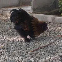 فروش دوتا خروس ابریشمی|حیوانات مزرعه|کهریزک, |دیوار