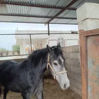 مادیون جوان|حیوانات مزرعه|اندیمشک, |دیوار