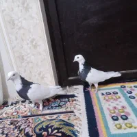 کبوتر نروماده طوقی|پرنده|شریفآباد, |دیوار