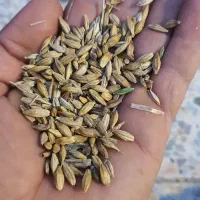 جو شیش پر تمیز