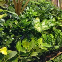 انواع گل های اپارتمانی باکیفیت