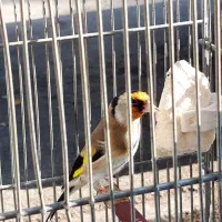 یک جفت  سهره همه چی تموم جفتی