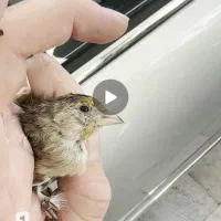 جوجه سهره قناری نر