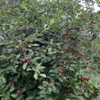 فروش و تهاتر باغ میوه بصورت یکجا یا از ۵۰۰ متر به