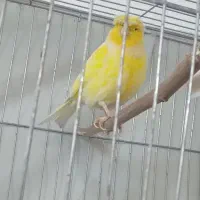 قناری گلسر نر