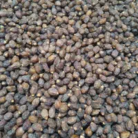 فروش ریزه خاصه درجه یک