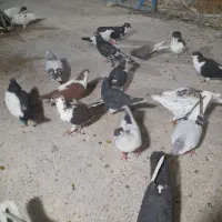 ۲۴تاکفتر