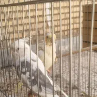 جفت عروس هلندی مولد