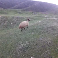 دو راس    گوسفندجوان قصابی