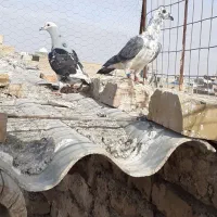 کفتر|پرنده|تایباد, |دیوار