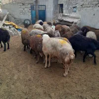 بره نر ماده برای قربانی|حیوانات مزرعه|صفادشت, |دیوار