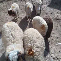 بره و بزغاله فروشی|حیوانات مزرعه|سرپل ذهاب, |دیوار