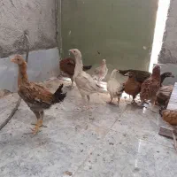خروس و جوجه لاری و جوجه گلین|حیوانات مزرعه|بیرجند, |دیوار