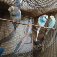 مرغ عشق|پرنده|داراب, |دیوار