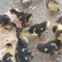 جوجه اردک اصل اسرائیلی