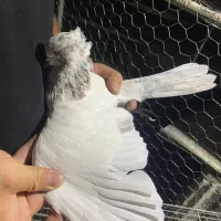 کبوتر|پرنده|قیدار, |دیوار