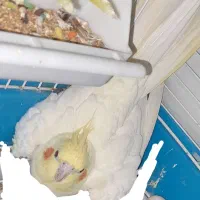 عروس هلندی  ماده|پرنده|ماهدشت, |دیوار