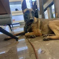 واگذاری مالی نویز