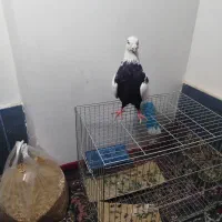 کبوتر سینه دم سیا