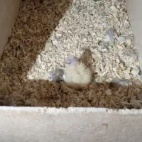 عروس هلندی|پرنده|تربتحیدریه, رضاشهر|دیوار