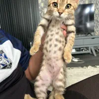 بچه گربه