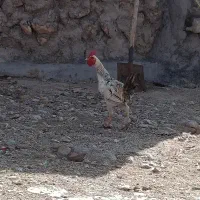 خروس|حیوانات مزرعه|قلعه شاهین, |دیوار