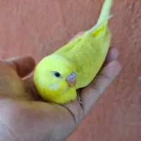 تعدادی مرغ عشق  رینبواورجینال ومولد موجود بخونید